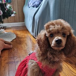 Coton de Tulear and Poodle Puppies from Legacy Pets