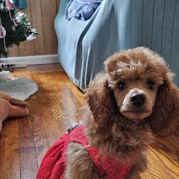 Coton de Tulear and Poodle Puppies from Legacy Pets
