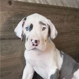 Great Danes from Dandelion Farm Dogs