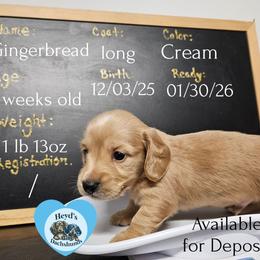 Gingerbread - Cream male Dachshund puppy in Hoquiam, Washington from Heyd's Mini Dachshunds