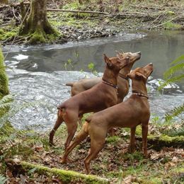 German Pinscher All Grown Up from RiverRAT Barn Hunt
