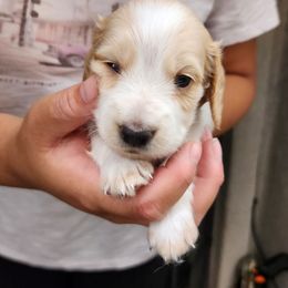 Dachshund puppies from Woodie Weens