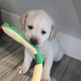 White Lab Pup girl 2 - Yellow female Labrador Retriever puppy in Arizona from Lily's White Labs