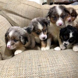 Miniature Australian Shepherd and Toy Australian Shepherd Puppies from Saussie Aussies
