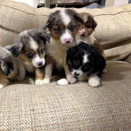 Miniature Australian Shepherd and Toy Australian Shepherd Puppies from Saussie Aussies