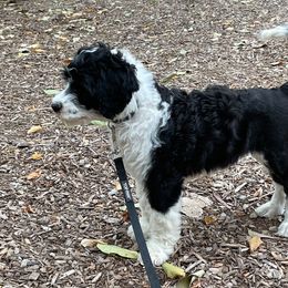 Portuguese Water Dog Puppies from Blue Marina Portuguese Water Dogs