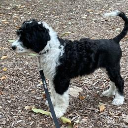 Portuguese Water Dog Puppies from Blue Marina Portuguese Water Dogs