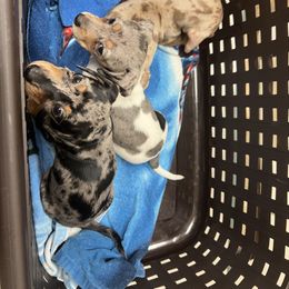 Dachshund Puppies from Jag Fam Dachshunds