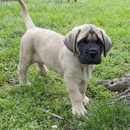 Mastiffs from Twinstar’s Mastiffs