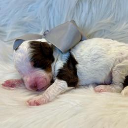 Silver Boy - Brown and white male Bernedoodle puppy in The Woodlands, Texas from Gracie's Goldendoodles and Bernedoodles of The Woodlands