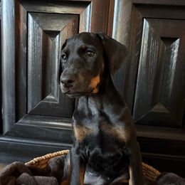Victory - Black and rust female Doberman Pinscher puppy in Brookfield, Wisconsin from Haus of Hound