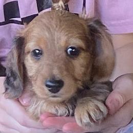 Duffy soft long wire 1850 - Red male Dachshund puppy in Elizabethtown, Kentucky from Teeny Tiny Puppy Tails