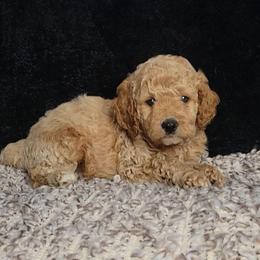 Garret - Buff male Cockapoo puppy in Missouri from KDK Missouri Miniature Poodles