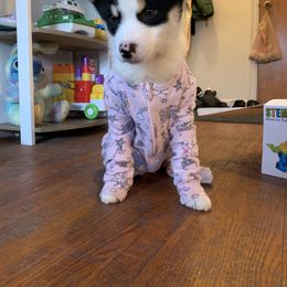 Pomsky Puppies from Guccio’s Pomsky’s and Stud Services