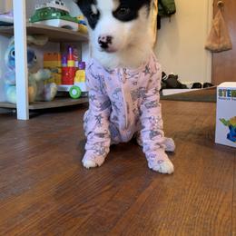 Pomsky Puppies from Guccio’s Pomsky’s and Stud Services