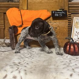 Female 5 - White and liver female German Shorthaired Pointer puppy in Kathleen, Florida from Alex Yates GSP's