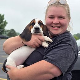 Marian (Lilac) - Black white and brown female Basset Hound puppy in Lebanon, Ohio from Golden Acres Dachshunds and Bassets