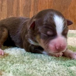 Boy 1 - Red tri male Miniature Australian Shepherd puppy in Rindge, New Hampshire from Lil' Bit Aussie