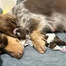 Sundae - Piebald male Dachshund puppy in Wamego, Kansas from Doodles of Oz