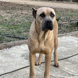 Remy - Cane Corso