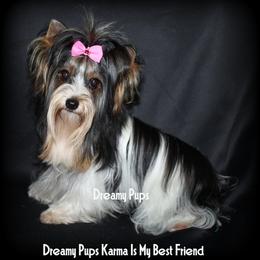 Karma - Black tan and white female Biewer Terrier puppy in Kennesaw, Georgia from Dreamy Pups