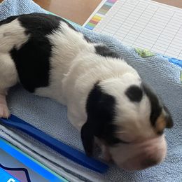 Basset Hound Puppies from 5th Day Farm