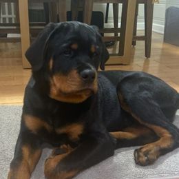 Rottweiler Puppies from Von Alley Rottweilers