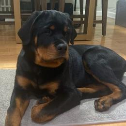 Rottweiler Puppies from Von Alley Rottweilers