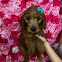 Baby blue - Red  female Goldendoodle puppy in Bakersfield, California from Cisneros Goldendoodles