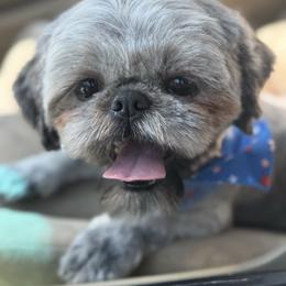 Tot - Shih Tzu