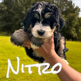 Nitro - Tri-color male Bernedoodle puppy in St. James, Missouri from Backwoods Bernedoodles