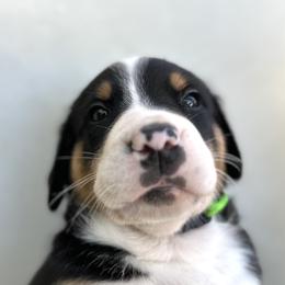 Boy 9 - male Greater Swiss Mountain Dog puppy in Pasadena, California from Park Place Swissys
