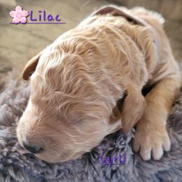 Goldendoodle Puppies from 3 Willows Goldendoodles