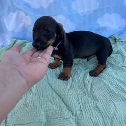 Buzz - Sable male Dachshund puppy in Dyess Afb, Texas from Story Dachshunds