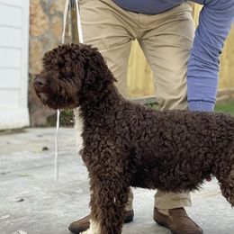 Coco - Lagotto Romagnolo