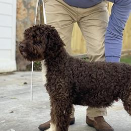 Coco - Lagotto Romagnolo