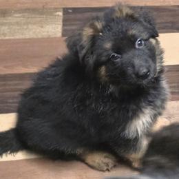 Boy 1 - Black and red male German Shepherd puppy in Gastonia, North Carolina from Moon Dragon Kennels