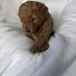 Goldendoodle and Maltipoo Puppies from DoodlesofNW