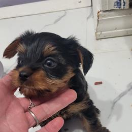 Blackey - Black and tan male Yorkshire Terrier puppy in Chickasha, Oklahoma from SISSYS YORKIES