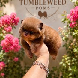 Chocolate and tan boy - Chocolate and tan male Pomeranian puppy in Eagle Pass, Texas from Texas Tumbleweed Poms