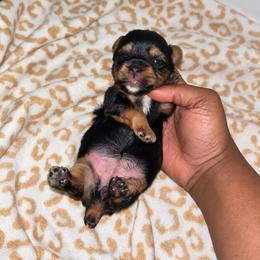 Dory - Black and tan female Yorkshire Terrier puppy in Gastonia, North Carolina from Banks Dynasty Kennel