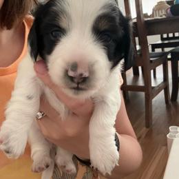 Spot - Piebald female Dachshund puppy in Eastland, Texas from Mavericks Mini Dachshunds