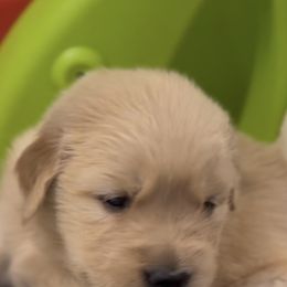 Girl 5 - Golden female Golden Retriever puppy in Chesapeake, Virginia from Autumn Lake Golden Retrievers