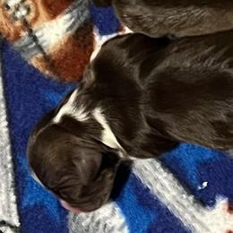 Pink girl - Chocolate female Havanese puppy in Arlington, Washington from Havanese With Love Breeding Co.