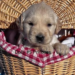 5 Princess - Golden female Golden Retriever puppy in Kuna, Idaho from Golden Kisses Golden Retrievers