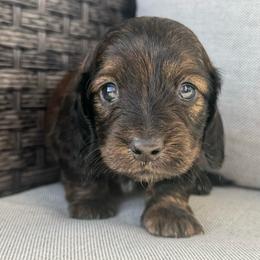 Girl 4 - Brindle female Dachshund puppy in Allenhurst, Georgia from B’s Dapper Dachshunds