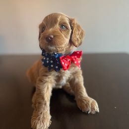 Australian Labradoodle Puppies from Desert Diamond Labradoodles