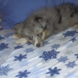 Australian Shepherd, Miniature Australian Shepherd, and Toy Australian Shepherd Puppies from Rumour Has It Aussies