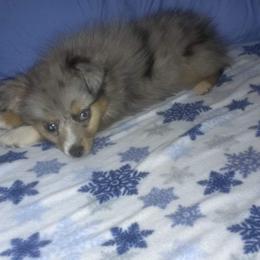Australian Shepherd, Miniature Australian Shepherd, and Toy Australian Shepherd Puppies from Rumour Has It Aussies