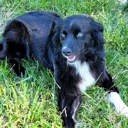 Greta - Australian Shepherd